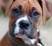 boxer